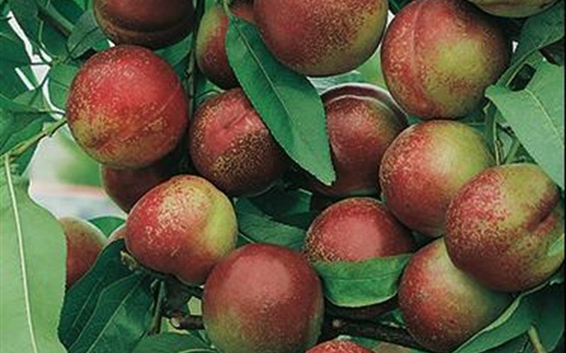 what type of fruit is a nectarine what type of fruit is a nectarine