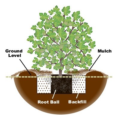 How To Plant And Grow A Fig Tree How To Plant And Grow A Fig Tree