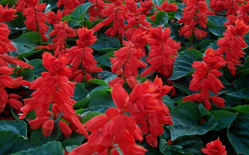 أحمر حار رعاية نبات سالي