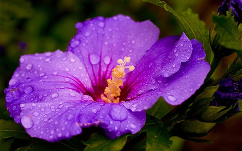 Purple hibiscus essays