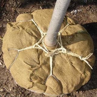 About Balled And Burled Trees About Balled And Burled Trees